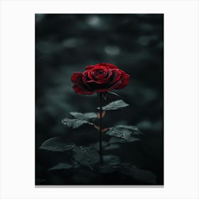 Dark Rose 79 Canvas Print