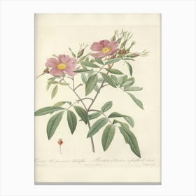 Rose Illustration, Pierre Joseph Redoute, Pierre Joseph Redoute(134) Canvas Print