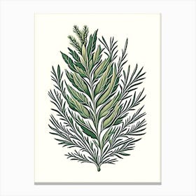 Rosemary Leaf Vintage Botanical 1 Canvas Print