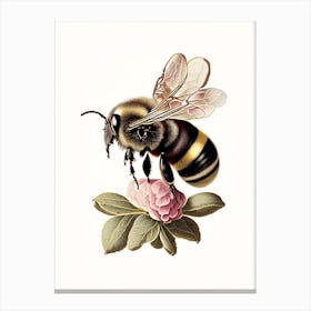 Apis Bee 3 Vintage Canvas Print