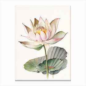 American Lotus Watercolour Ink Pencil 2 Canvas Print