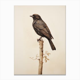 Vintage Bird Drawing Blackbird 1 Canvas Print