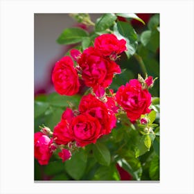 Red Roses Canvas Print