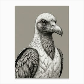 Vulture Canvas Print