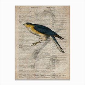 Sparrowhawk Dictionnaire Universel Dhistoire Naturelle Canvas Print