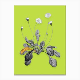 Vintage Daisy Flowers Black and White Gold Leaf Floral Art on Chartreuse n.0452 Canvas Print