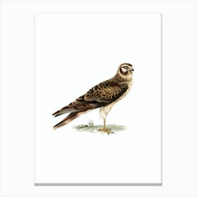 Vintage Pale Harrier Bird Illustration on Pure White Canvas Print