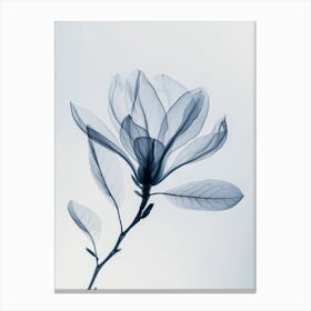 Magnolia Canvas Print