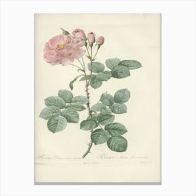 Rose Illustration, Pierre Joseph Redoute (41) Canvas Print