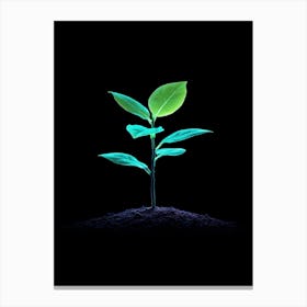 Small Green Plant On Black Background 12 Canvas Print