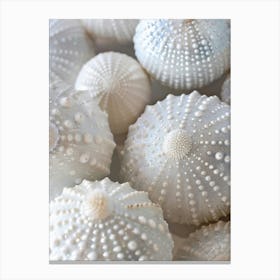 White Seashells Canvas Print