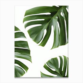 Tropical Leaves On White Background Canvas Print