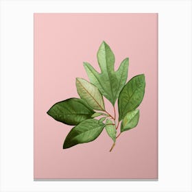 Vintage Bay Laurel Branch Botanical on Soft Pink n.0401 Canvas Print
