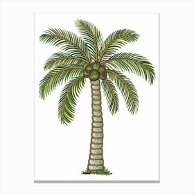 Palm Tree 31 Canvas Print