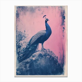 Blue & Pink Peacock Portrait 3 Canvas Print