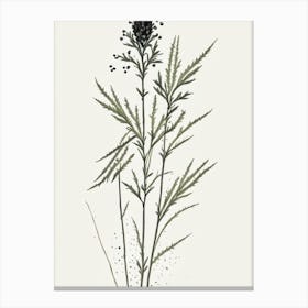 Black Cohosh Herb Minimalist Watercolour 1 Canvas Print