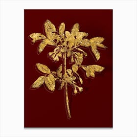 Vintage Honeyberry Flower Botanical in Gold on Red n.0133 Canvas Print
