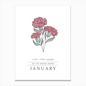 January Carnation Birth Flower 3 Canvas Print