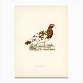 Willow Ptarmigan, The Von Wright Brothers 1 Canvas Print