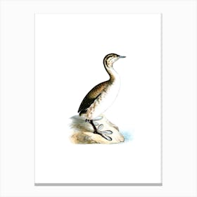 Vintage Young Horned Grebe Bird Illustration on Pure White n.0081 Canvas Print