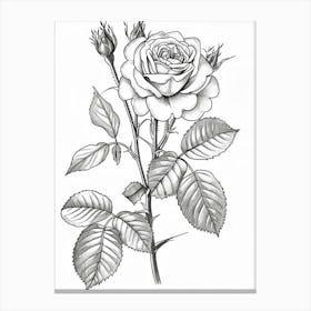 Roses Sketch 47 Canvas Print