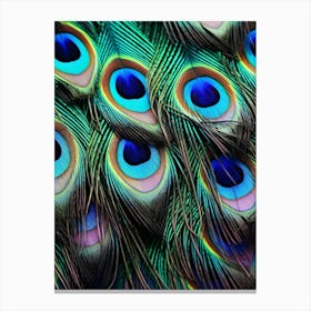 Peacock Feathers 10 Canvas Print