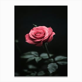 Rose In The Dark 29 Canvas Print