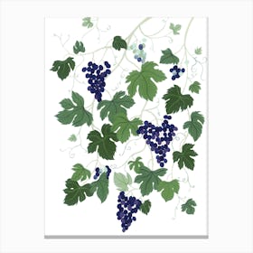Mediterranean Plant Grapevine Botanical Painting Canvas Print