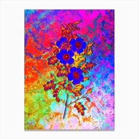 Thornless Burnet Rose Botanical in Acid Neon Pink Green and Blue n.0327 Canvas Print