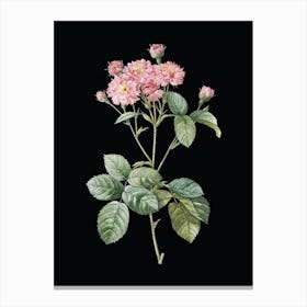 Vintage Pink Rosebush Botanical Illustration on Solid Black Canvas Print