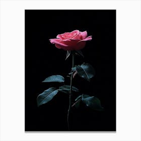 Rose On A Black Background Canvas Print