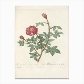 Rose Illustration, Pierre Joseph Redoute(, Pierre Joseph Redoute (145) Canvas Print