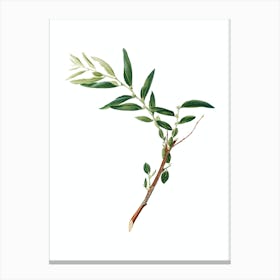 Vintage Jujube Botanical Illustration on Pure White n.0826 Canvas Print