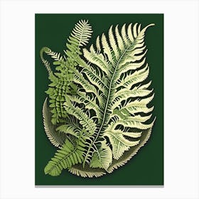 Soft Shield Fern Vintage Botanical Poster Canvas Print