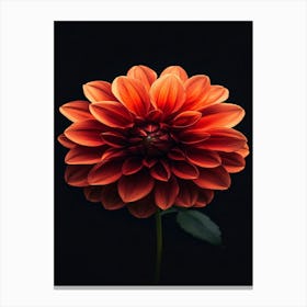 Dahlia 24 Canvas Print