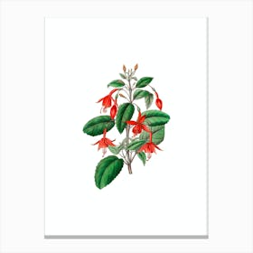 Vintage Standish's Fuchsia Flower Botanical Illustration on Pure White n.0609 Canvas Print