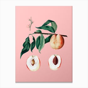 Vintage Peach Botanical on Soft Pink n.0222 Canvas Print