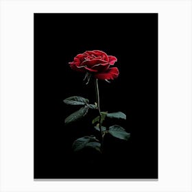 Single Rose On Black Background 18 Canvas Print