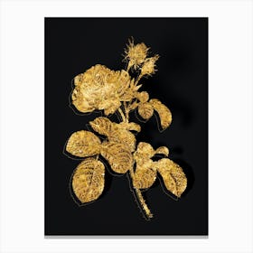 Vintage Provence Rose Botanical in Gold on Black Canvas Print