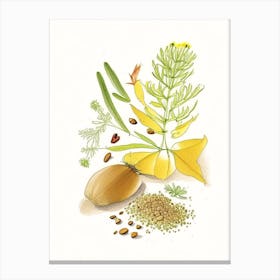 Fenugreek Seed Spices And Herbs Pencil Illustration 4 Canvas Print