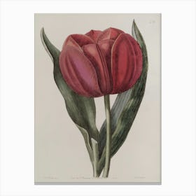 Tulip 5 Canvas Print