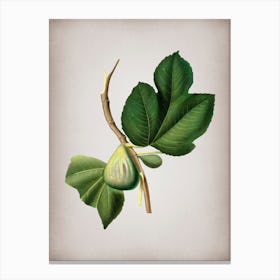 Vintage Fig Botanical on Parchment n.0278 Canvas Print