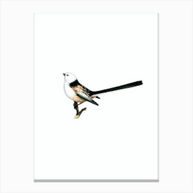 Vintage Long Tailed Tit Bird Illustration on Pure White n.0092 Canvas Print