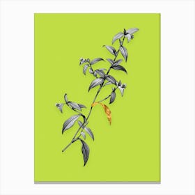 Vintage Birdbill Dayflower Black and White Gold Leaf Floral Art on Chartreuse n.0724 Canvas Print