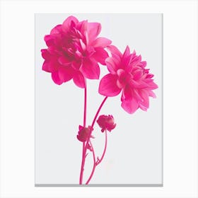 Hot Pink Dahlia 3 Canvas Print