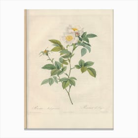 Rose Illustration, Pierre Joseph Redoute (60) Canvas Print