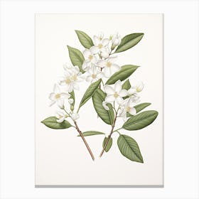 Jasmine Flower Vintage Botanical 0 Canvas Print
