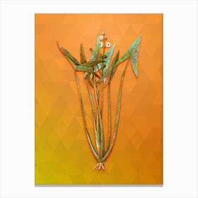 Vintage Arrowhead Botanical Art on Tangelo n.0570 Canvas Print