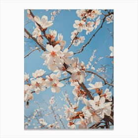 Cherry Blossoms 30 Canvas Print