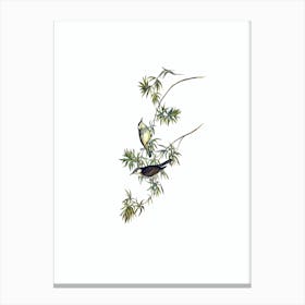 Vintage Fasciated Honeyeater Bird Illustration on Pure White n.0191 Canvas Print